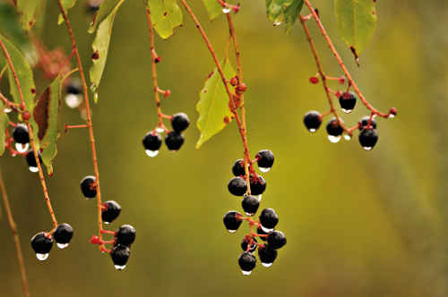 Wet Berries